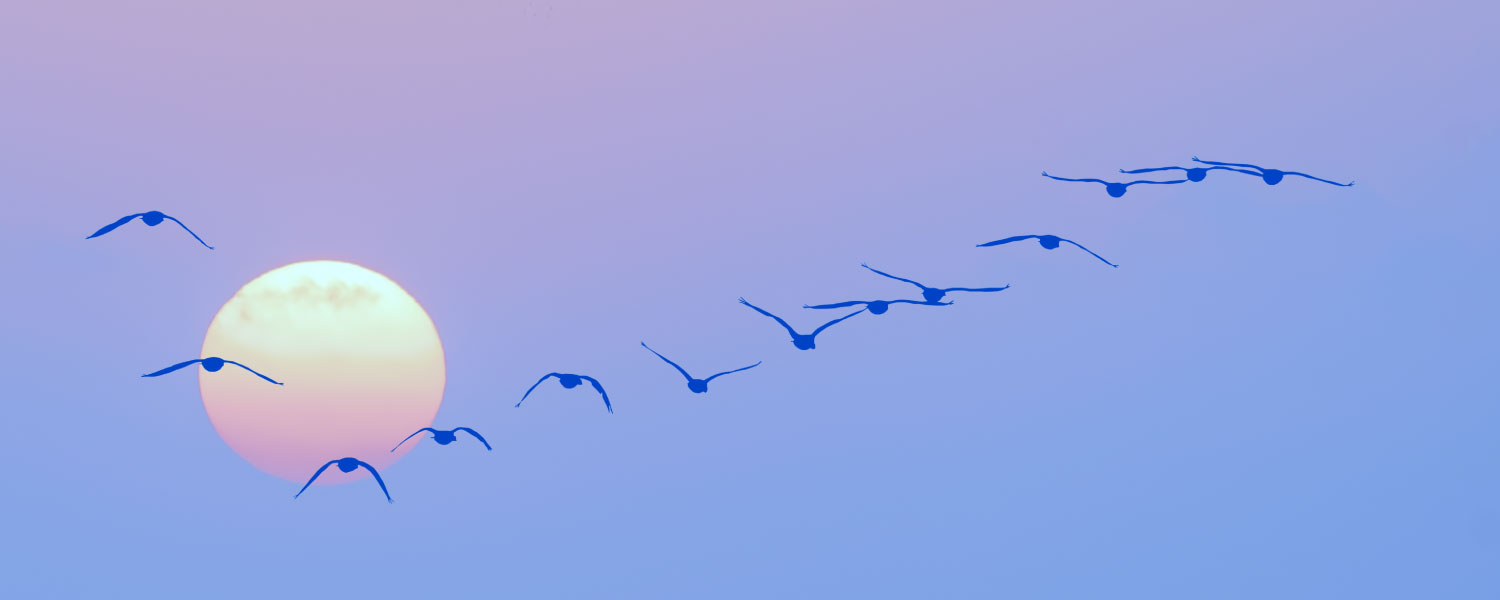 birds inflight in a V-formation