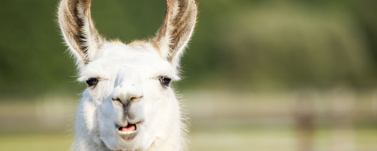 Happy llama!