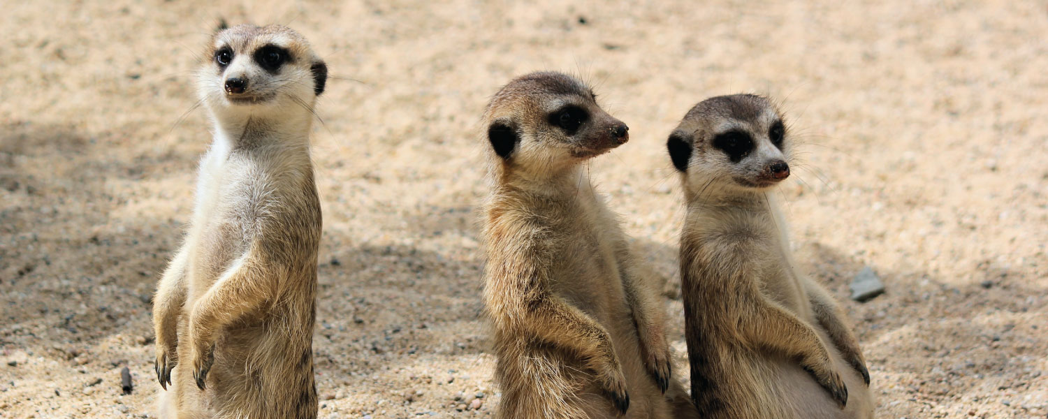 We're looking for a few great entrepreneurs (these are cute meerkats)