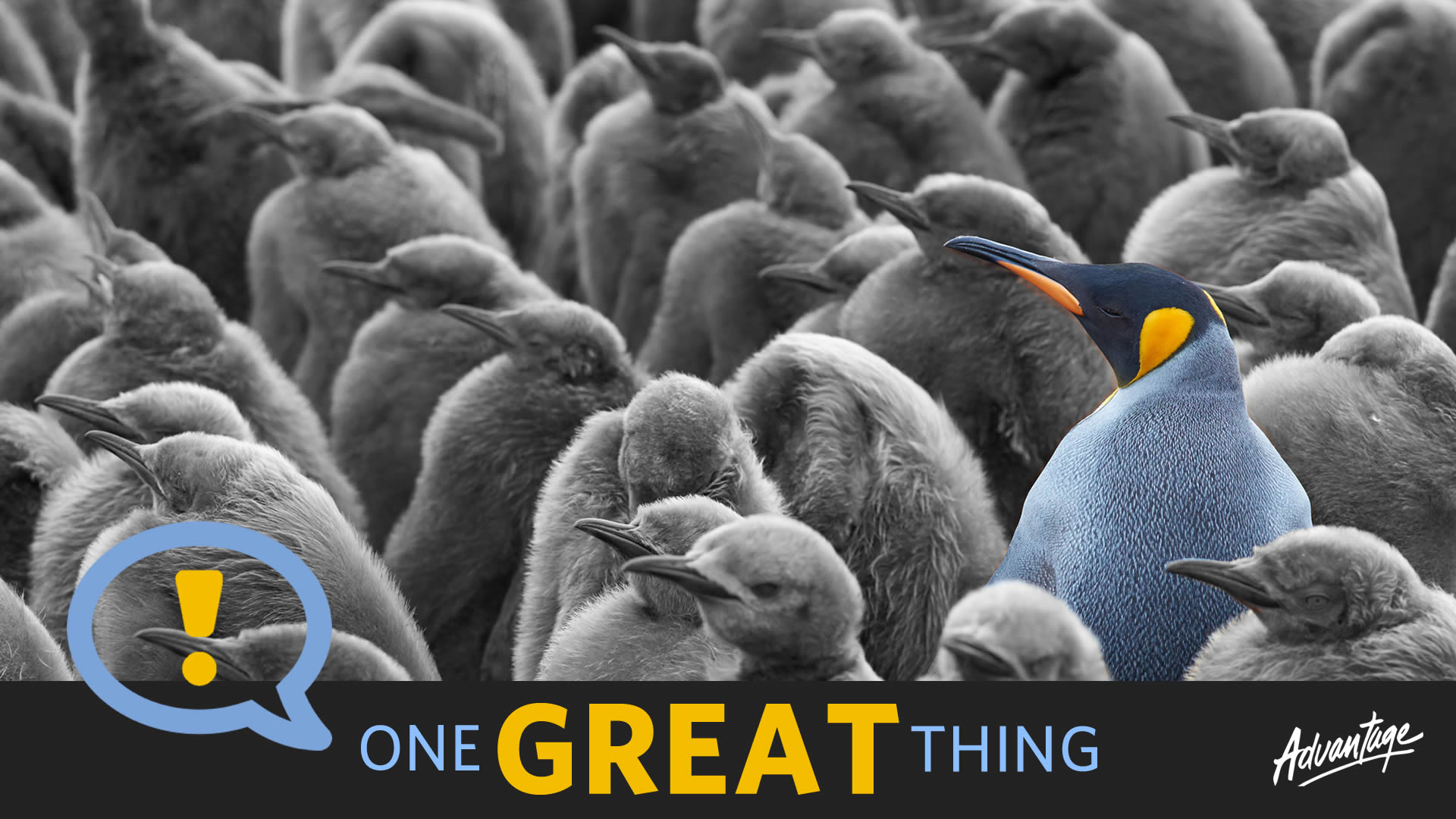 One Great Thing (image of a colorful penguin standing  out in a group of others